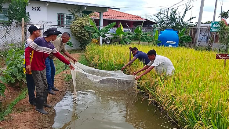 Imagen IPHE impulsa la producción sostenible con cosecha de arroz y peces en Chepo