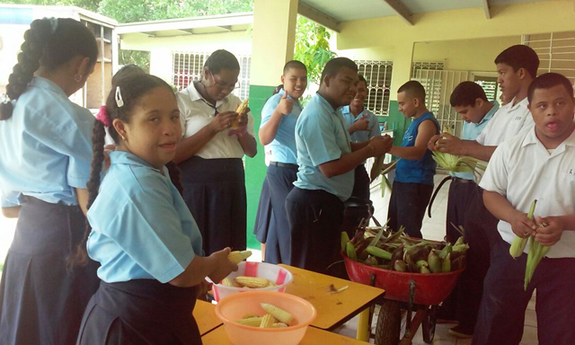 Estudiantes del IPHE de Aguadulce cosechan maíz