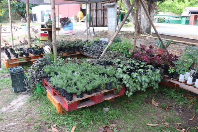 Producen plantas medicinales y ornamentales en la EVE del IPHE