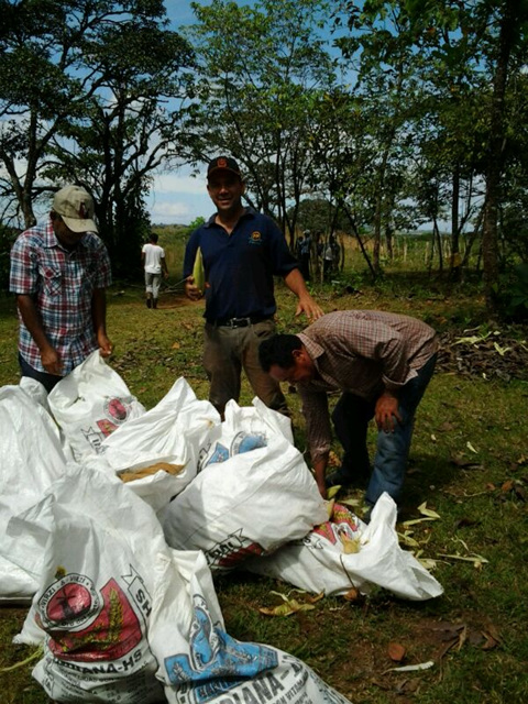 Colaboradores institucionales cosechan ñame, arroz y maíz
