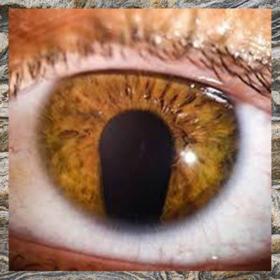 03897039-adc6-419d-b492-e0983c10ac86-89b46ec3a4a559adb194307f0313d5fb.jpg