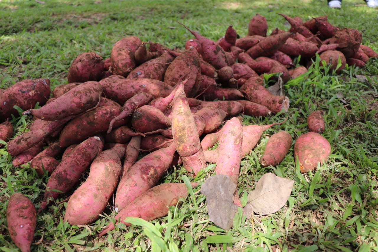 IPHE e IDIAP participan de la cosecha del camote biofortificado sembrado en el Centro Agropecuario Jorge A. Carles en la comunidad de Villa Unida de Chilibre