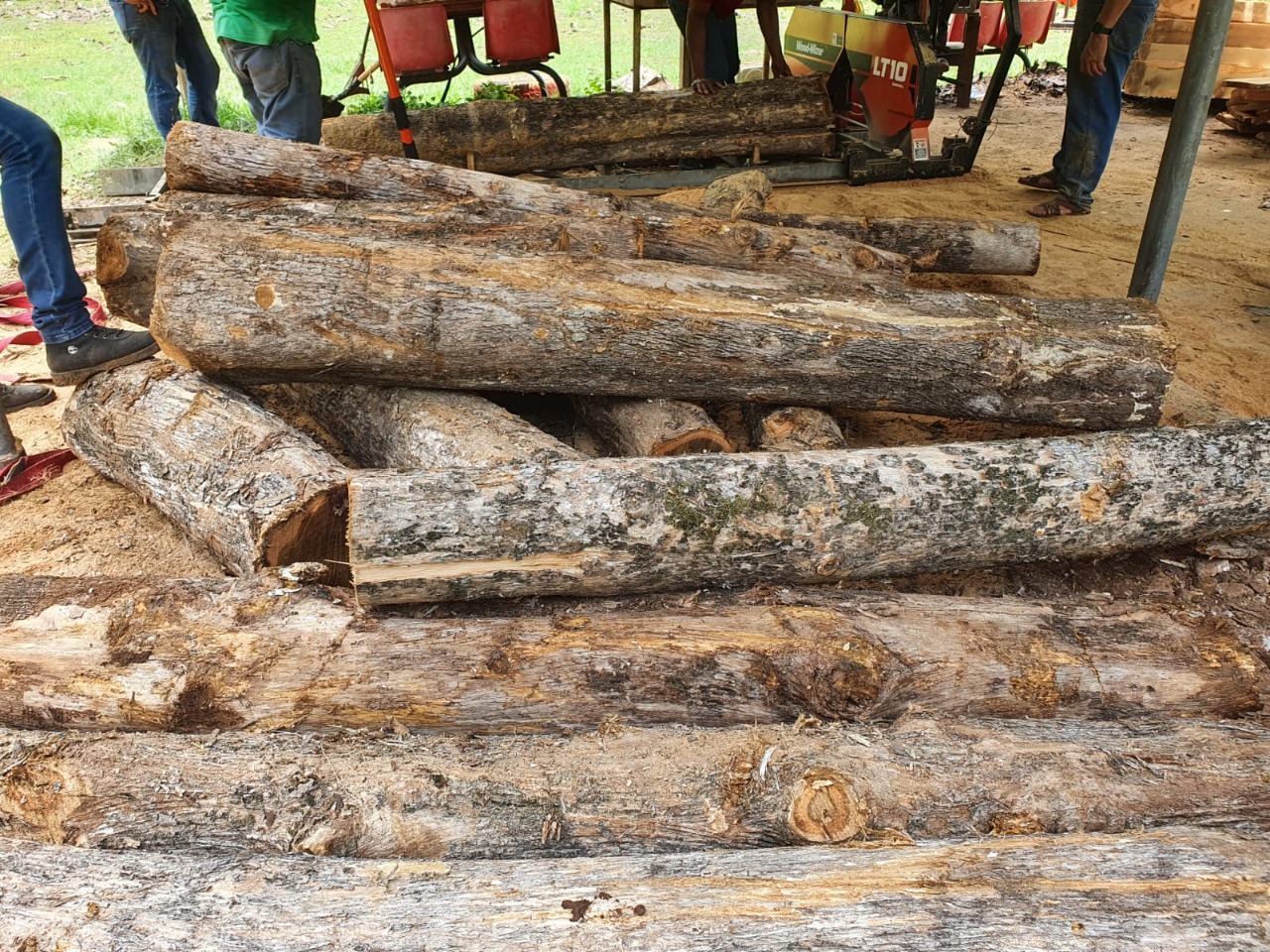 Granjas institucionales producen madera para funcionamiento de Talleres de Producción Laboral  