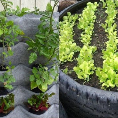 e1d444b6def0e506ef142e435a5f3989--garden-tips-backyard-ideas-d52644ff880fe5359bf3eebacb371a16.jpg