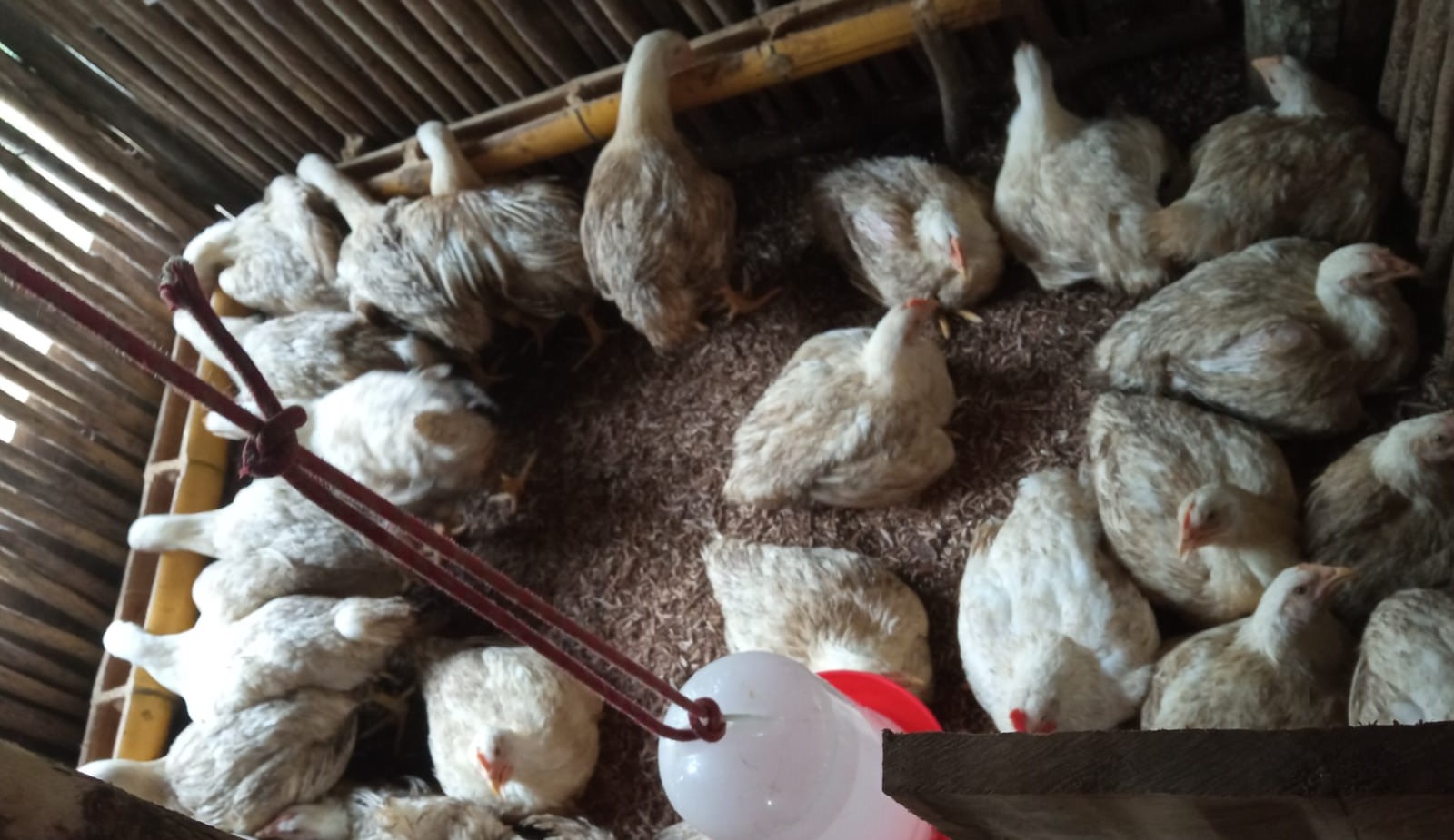 Familias emprenden cría de pollos de engorde para la venta