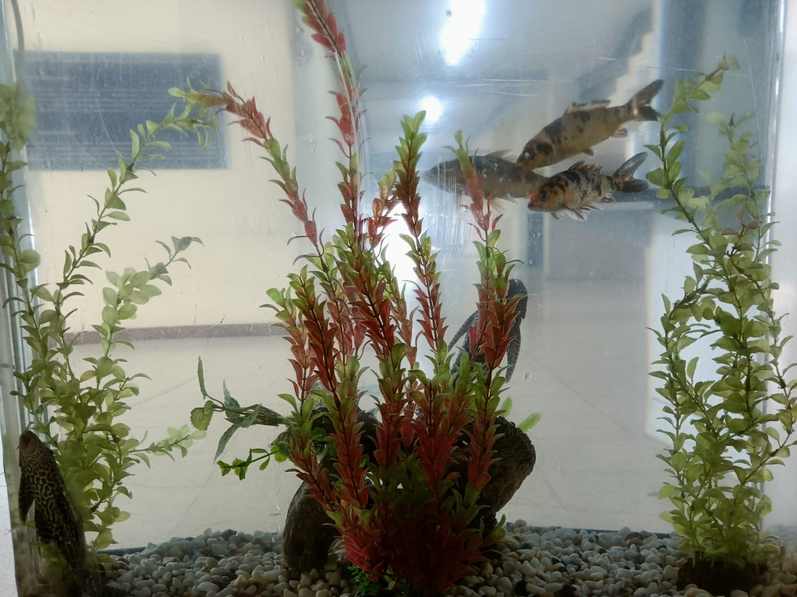 Acuario donado al IPHE recibe mantenimiento mensual