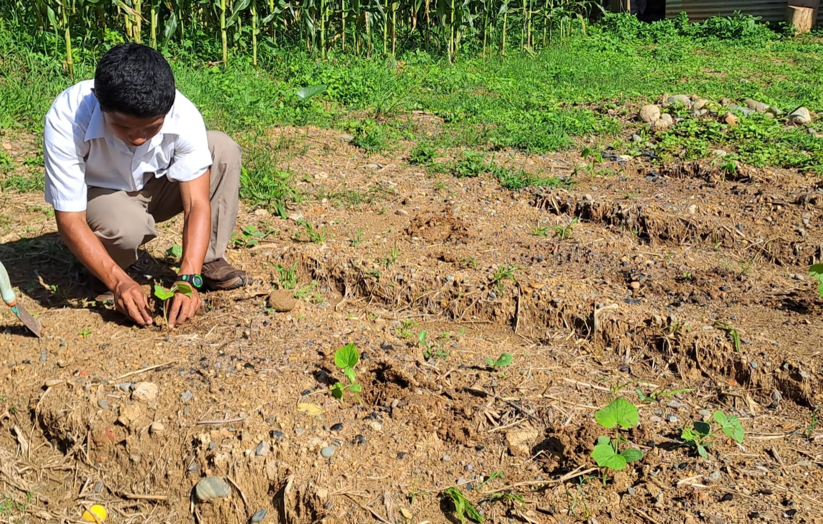 En Bocas del Toro estudiantes desarrollan proyecto de cultivo de hortalizas