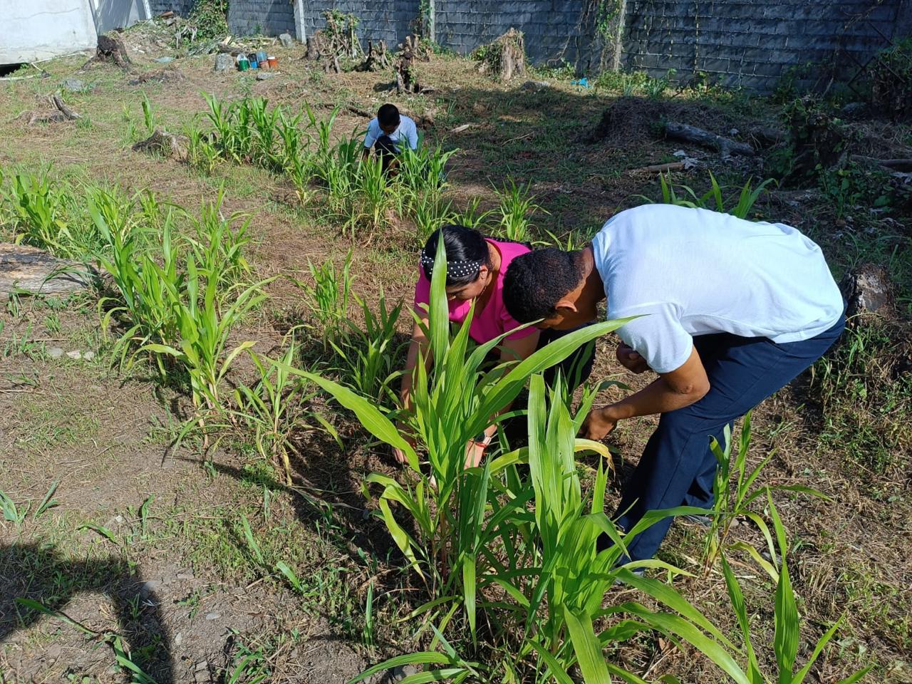 Estudiantes de Bocas del Toro inician proyecto de siembra de plátanos y maíz
