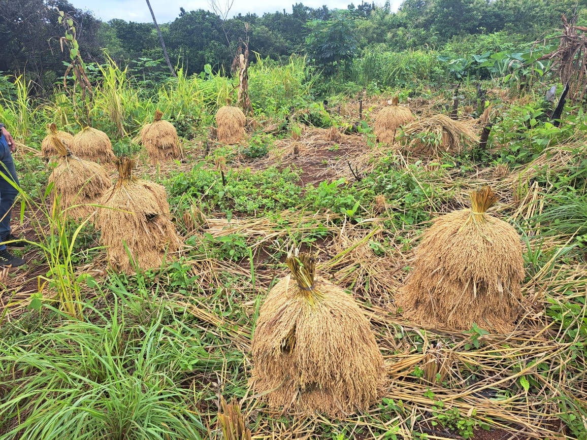 Finca de Montijo en Veraguas produce arroz para comedores escolares