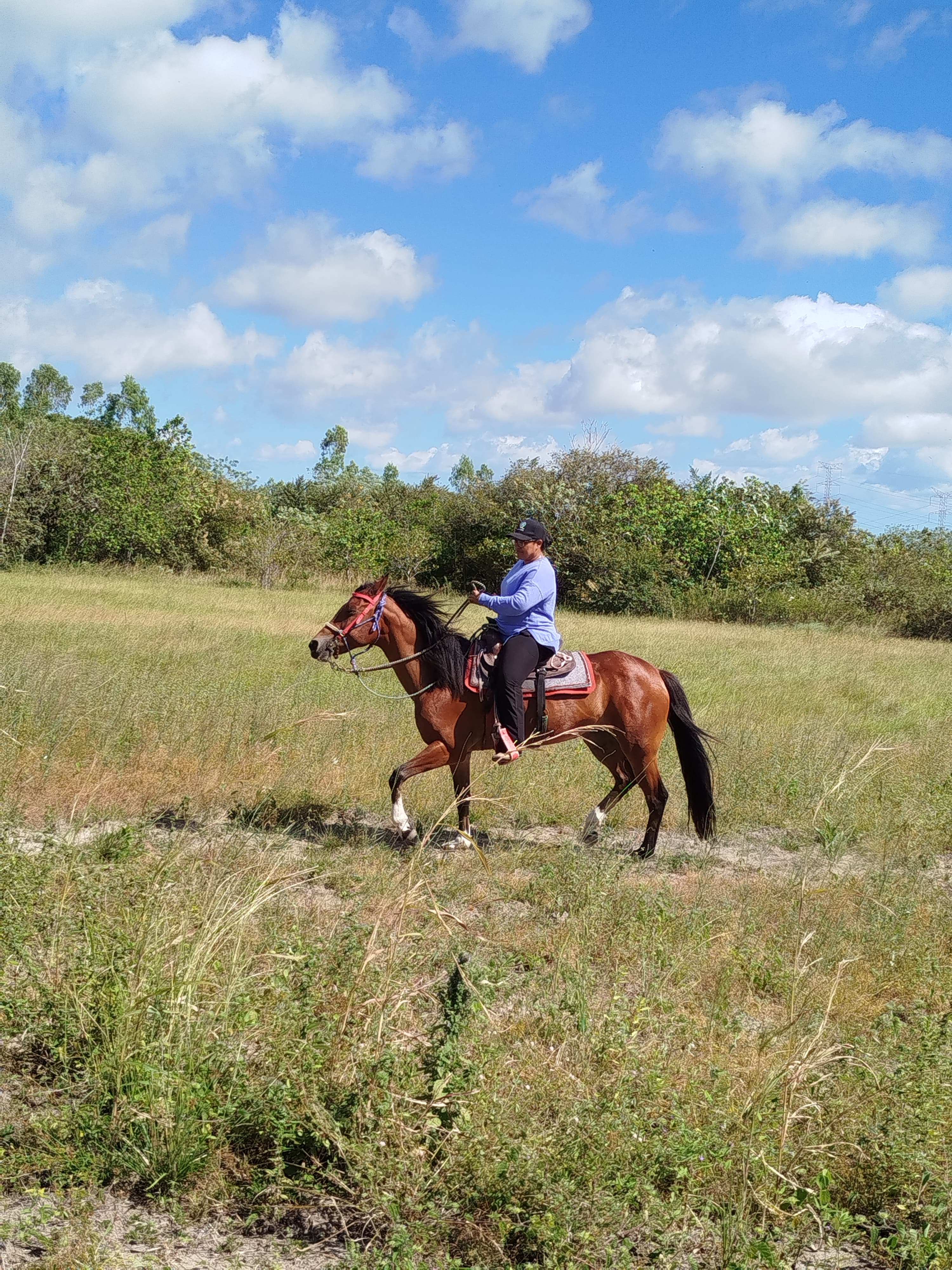 Entrenan caballos para el Servicio de Equinoterapia durante el año lectivo 2026 en Antón